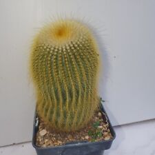 Parodia leninghausii cactus d'occasion  Mèze