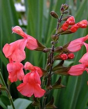 Salvia peach cobbler for sale  BELLSHILL