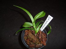 Epidendrum parkinsonianum rari usato  Spedire a Italy