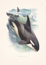 1960 orca killer for sale  BIDEFORD