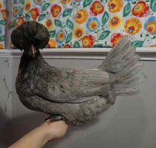 Incubation supplies polish for sale  LEICESTER