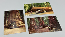 Vintage redwood tree for sale  Minneapolis
