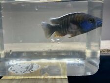 dragon blood cichlid for sale  Parkersburg