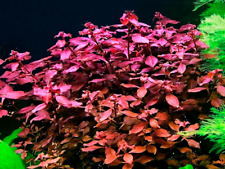 Lugwigia palustris red for sale  STEVENAGE