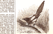 Alte lithographie elster gebraucht kaufen  Monheim