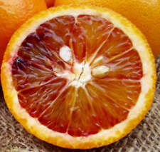 Citrus sinensis tarocco usato  Napoli