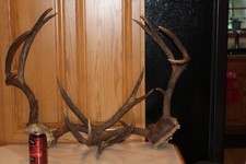 Mule deer mounts for sale  Brandon