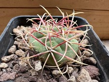 Thelocactus hexaedrophorus lag usato  Valdastico
