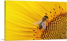 Artcanvas bee sunflower for sale  Niles