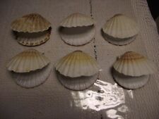 Coquilles jacques naturelles d'occasion  Saint-Dizier