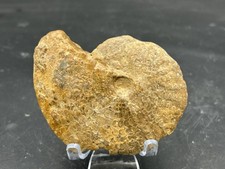 3.25 texas fossil for sale  Burleson