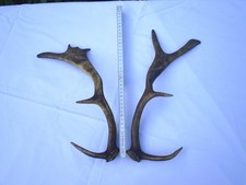 Abwurfstangen damwild gebraucht kaufen  Demmin