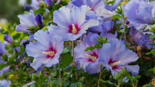 Hibiskus gartenhybiskus blau gebraucht kaufen  Rheinau