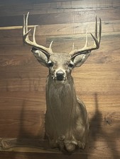 shoulder mount deer for sale  Mason