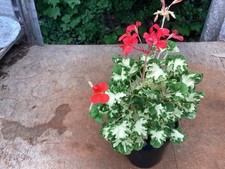 Pelargonium geranium large for sale  NORTHWICH