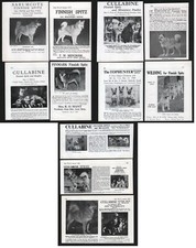 Finnish spitz selection for sale  COLEFORD