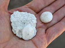 Two fossil echinoids for sale  Tucson