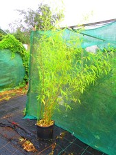 7ft 8ft inc. for sale  OXFORD