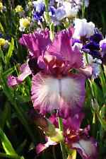 Iris germanica tall for sale  LONDON