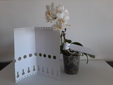 Étiquettes pour plantes d'occasion  Limoges-
