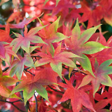 Acer palmatum osakazuki for sale  UK