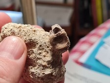 Vertèbre diplocynodon 2 d'occasion  Sessenheim
