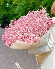 Pink baby breath for sale  DEWSBURY