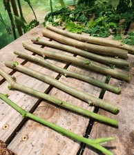 Moringa cuttings drumstick for sale  Hudson
