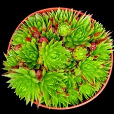 Sempervivum herta red for sale  LEIGH