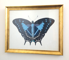 Picture framed beautiful for sale  West Palm Beach