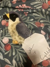 Courteeners signed falcon for sale  ASHTON-UNDER-LYNE