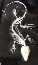 Lizard skeleton taxidermy for sale Lizard skeleton taxidermy for sale  DUNDEE