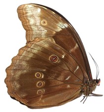 Morpho menelaus coeruleus gebraucht kaufen  München