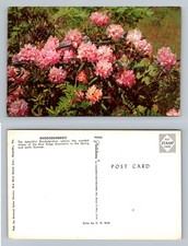 Roanoke virginia rhododendron for sale  USA