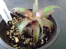 Cryptanthus cascade pup for sale  Largo