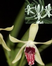 Menehune magic v.falcata for sale  Bogalusa