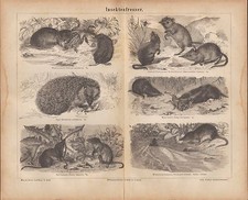 Lithografie 1876 insektenfress gebraucht kaufen Lithografie 1876 insektenfress gebraucht kaufen  Leipzig