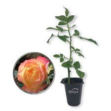 Face rose bush for sale  USA