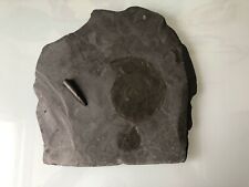 Fossil schieferplatte 34x34 gebraucht kaufen  Frankfurt am Main