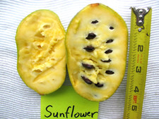 Pawpaw seeds grafted for sale  Orwigsburg