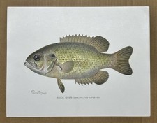 Usado, Original 1900 Denton Rock Bass Estampa de Peixe, Crappie, Não Reproduzido, Nova York, Antigo, Litografia comprar usado  Enviando para Brazil