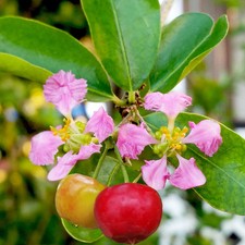 Barbados cherry tree for sale  Tampa