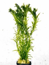 Tall elodea egeria for sale Tall elodea egeria for sale  ACHARACLE