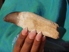 dinosaur fossil dinosaur tooth for sale dinosaur fossil dinosaur tooth for sale Tucson