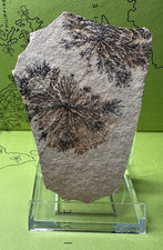 Dendriten jura solnhofen gebraucht kaufen  Bonn