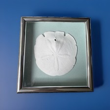 Framed sand dollar for sale  Snohomish