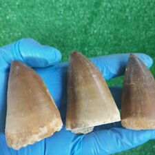 Usado, Enorme fóssil de dente de mosassauro RARO dinossauro marroquino réptil paleontologia jurássica comprar usado  Enviando para Brazil