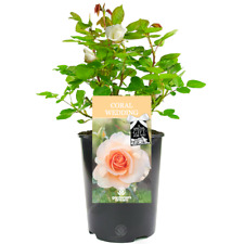 Coral wedding rose for sale  UK