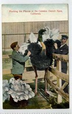 Plucking plumes cawston for sale  WITHERNSEA