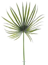 Feuille palmier chamaerops d'occasion  France